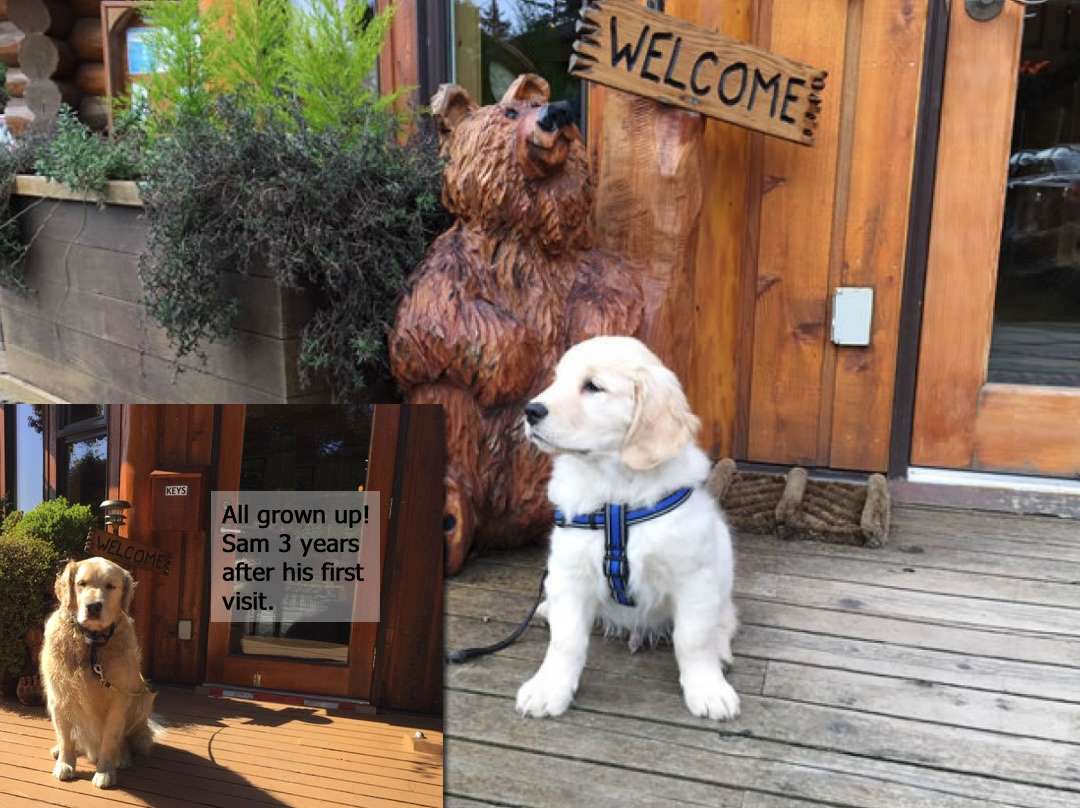 Dog friendly accommodation in Tofino